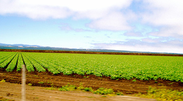Agriculture
