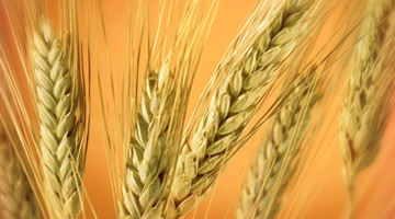 Agriculture